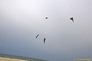 Cervia Cup - Euro Cup 2013 - 127